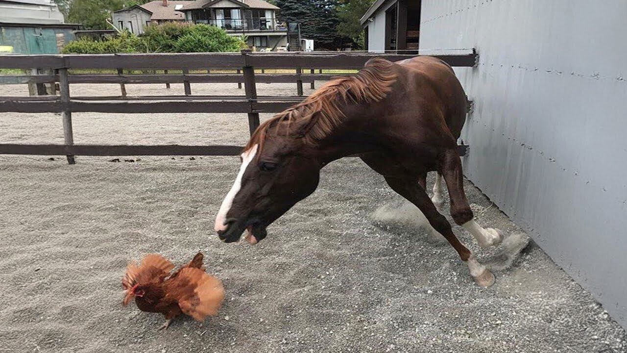 Funniest Farm Animals That Will Make You Laugh 😂 Hilarious Farm Moments | Cool Pets