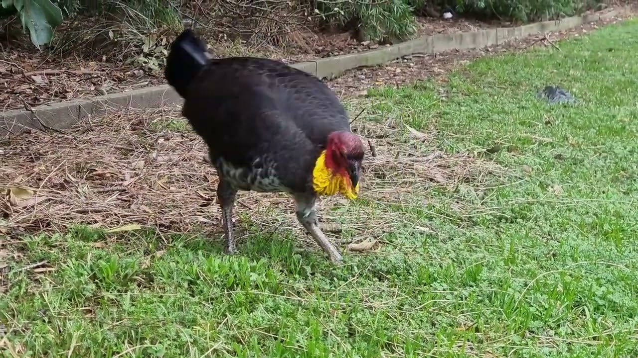 Brush-turkey brushin' up