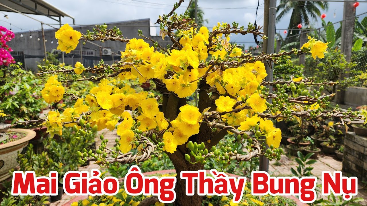 Mai Giảo Ông Thầy Bung Nụ Hơn 90% Sau 6 Ngày Lặt Lá