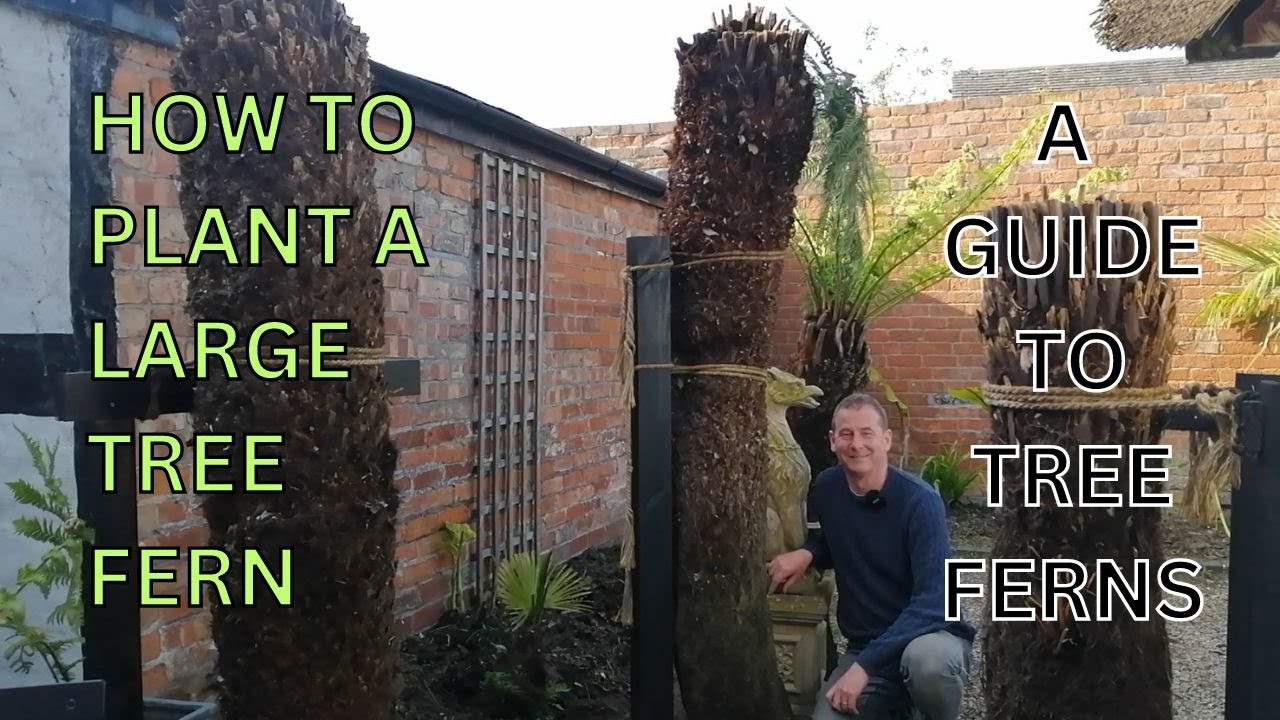 How to Plant a LARGE TREE FERN. A Guide to TREE FERNS.