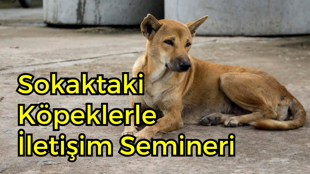 Korku Bilgisizlikten Doğar ||