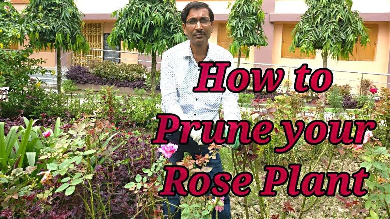 How to Prune   Rose Plants to get Maximum Bloom .
