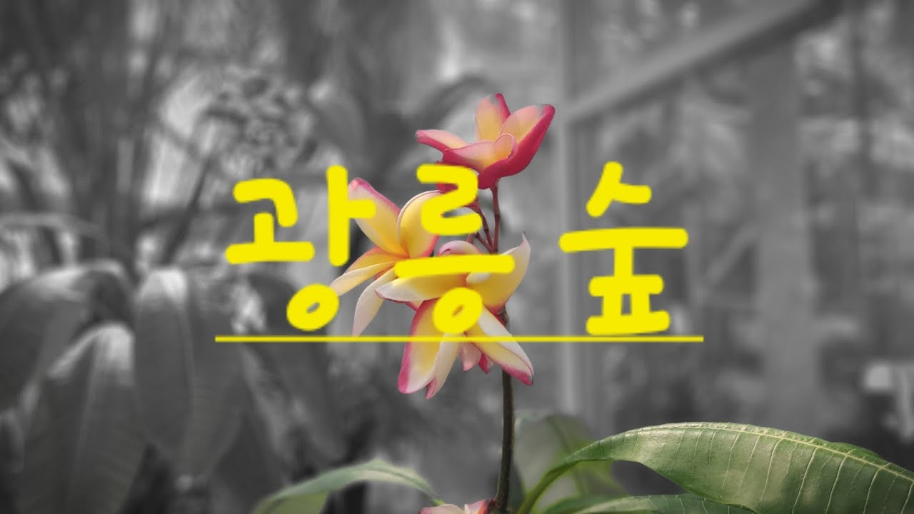 3월 광릉숲 26.3.10.