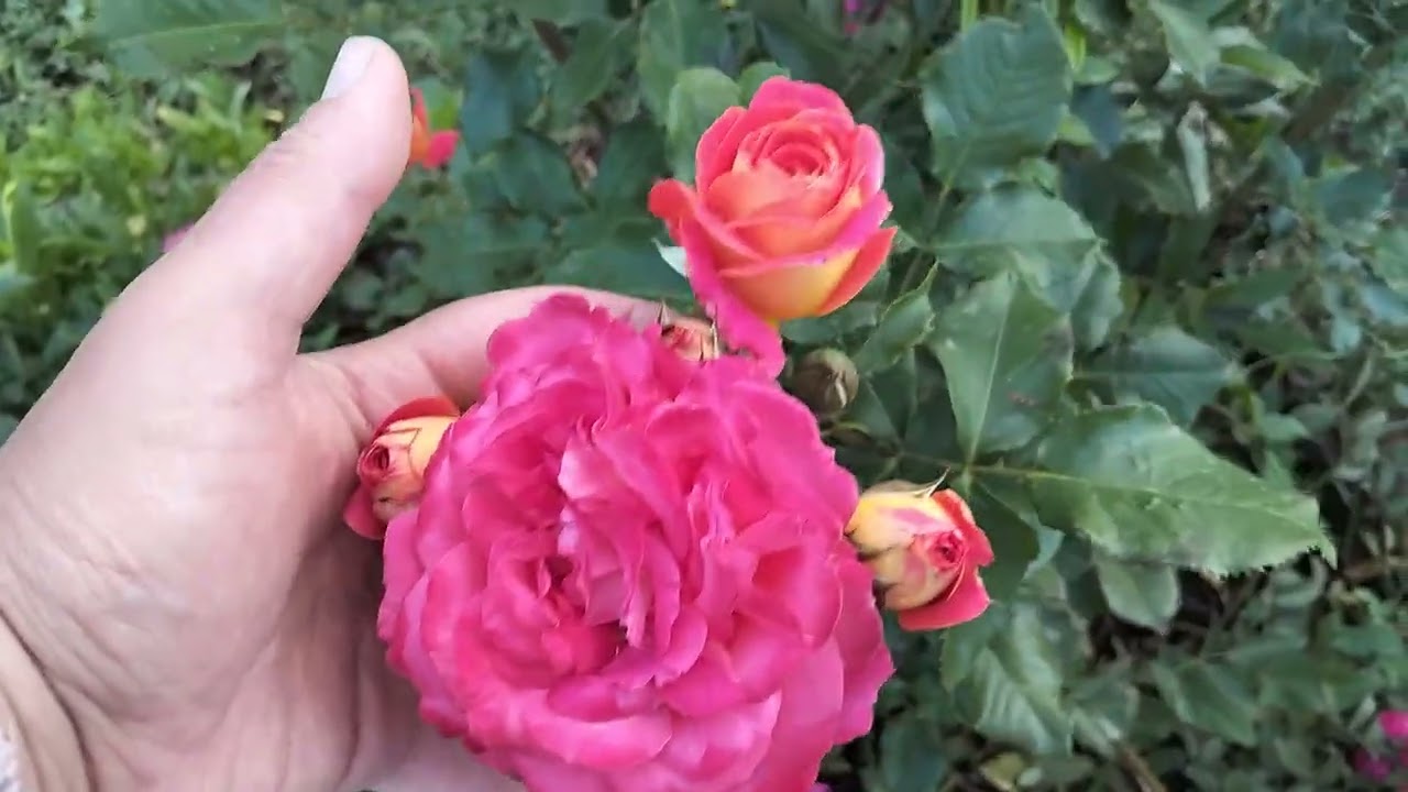 Жаздан естелік.❤️