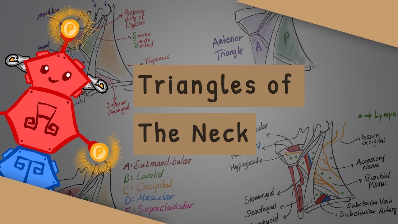 Triangles of the Neck