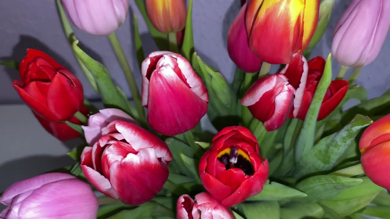 Ein Meer aus Farben! #tulpen #farbe #frühlingsblumen #fy #natureEin Meer aus Farben! #tulpen #nature
