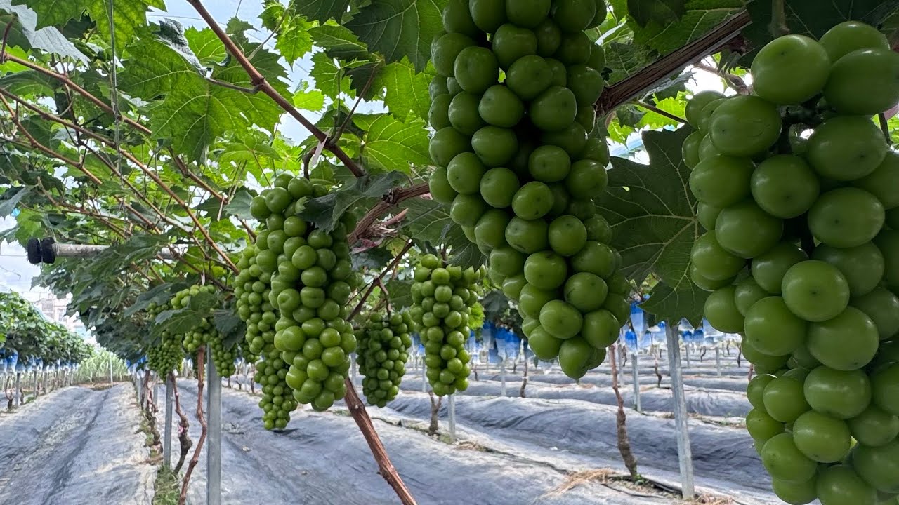 Petik anggur di kebun anggur yuen long tai tong