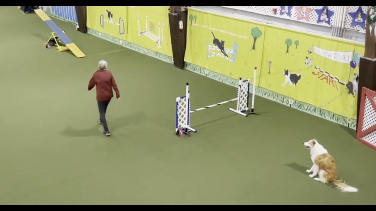 Dog Agility: Competitor, Carolyn Ross, USDAA Agility Trial