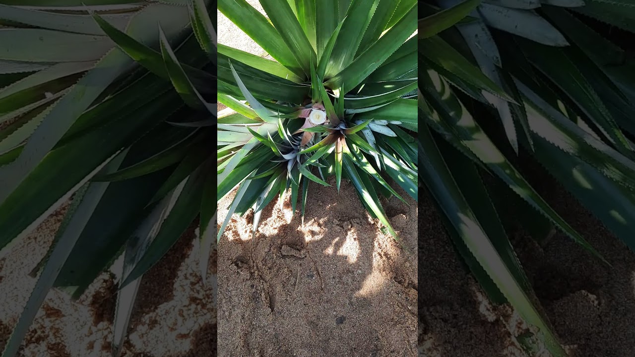ananas oogsten 