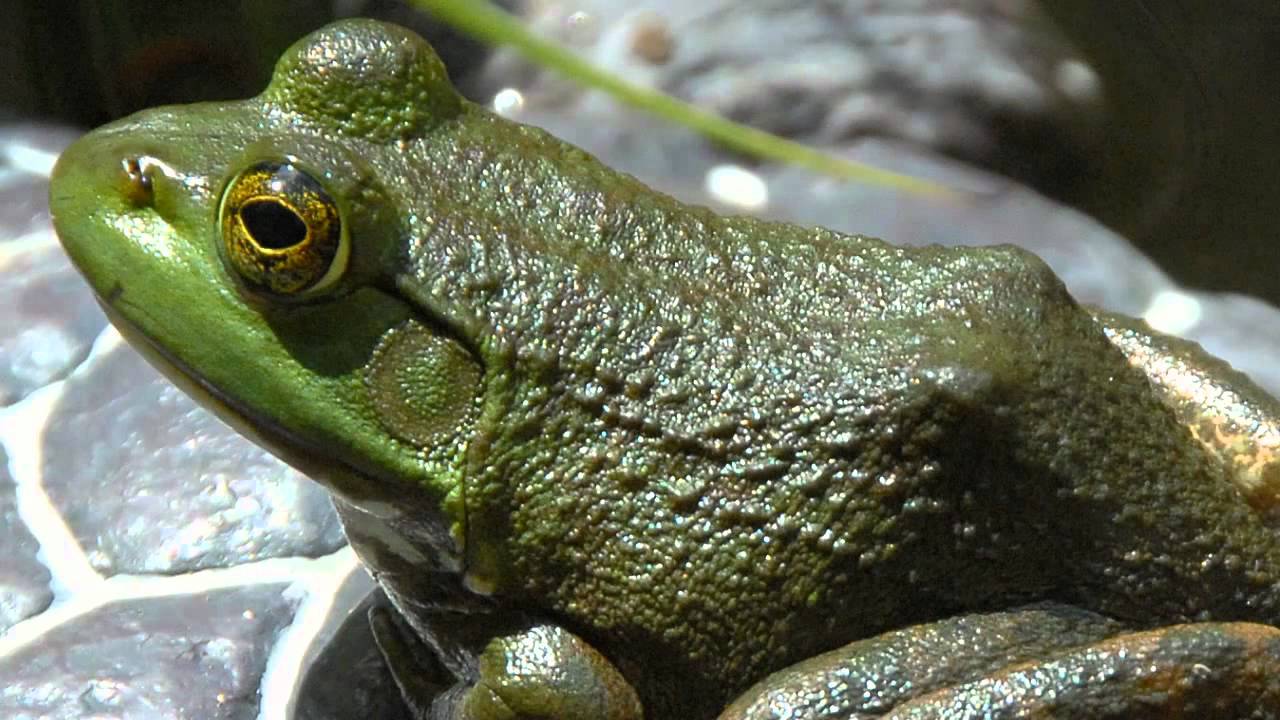 Larry, the All-American Bullfrog