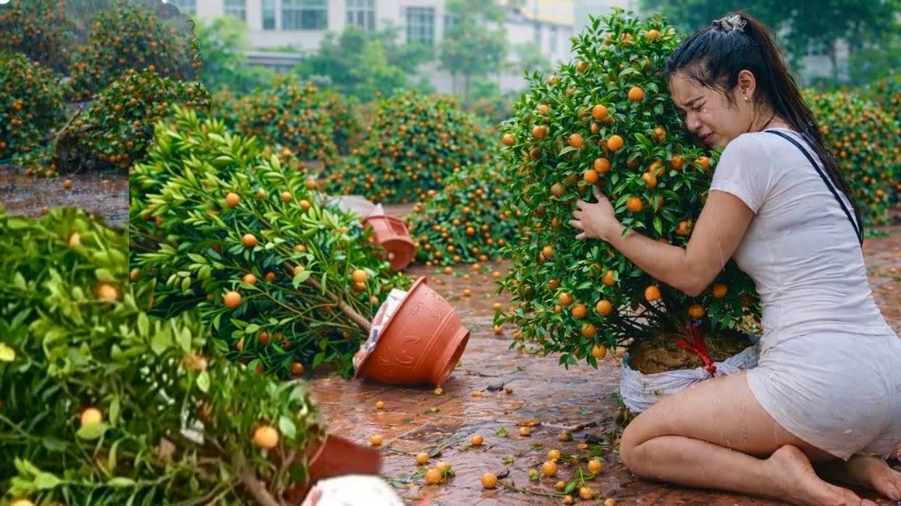 CHỢ QUẤT TẾT LẠNG SƠN  