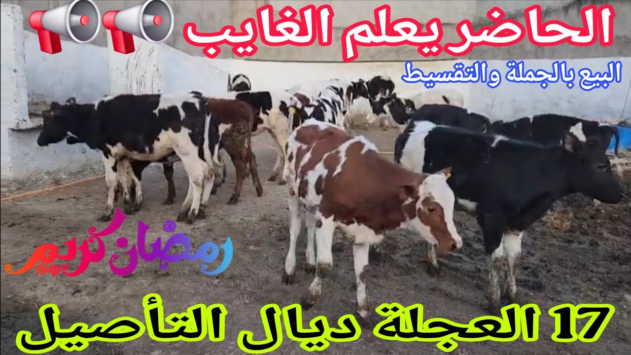 فيديو مشوق📢📢 17 العجلة ديال التأصيل🌟 إتصل 06.09.33.67.35📞 ألو سي عبد العالي نواحي الغرب🇲🇦 