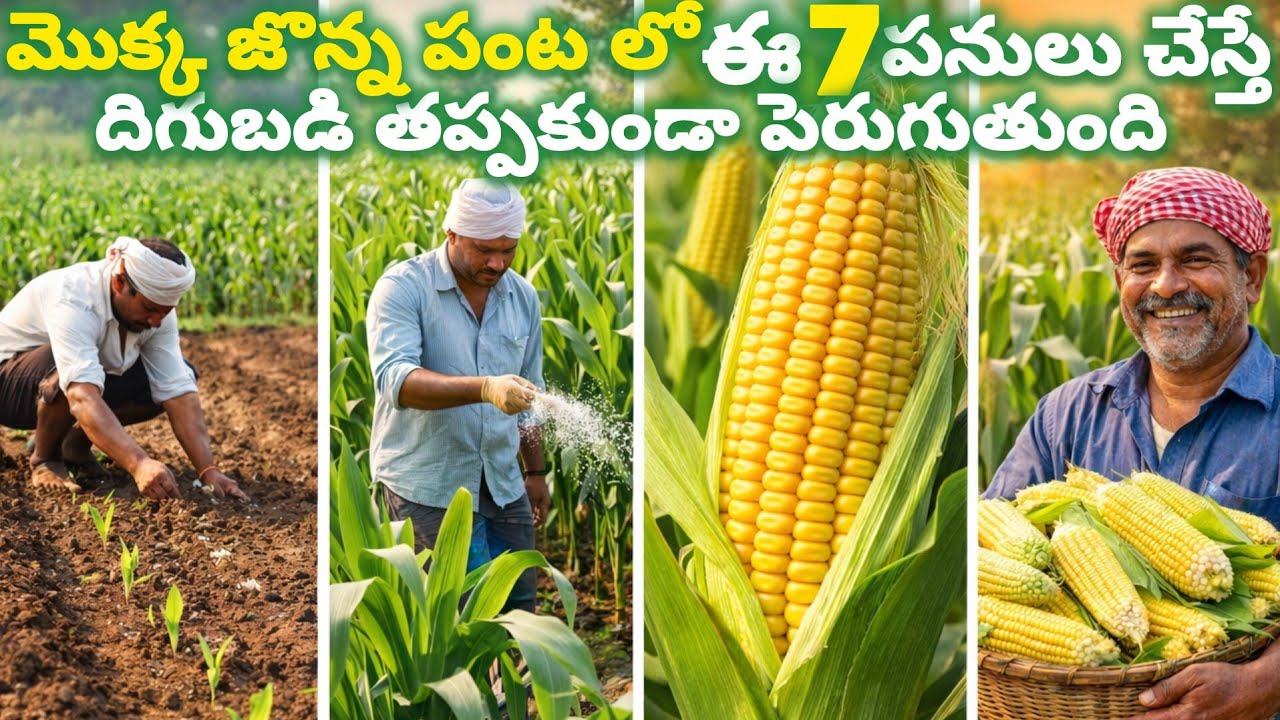 మొక్కజొన్న పంటలో ఈ 7 పనులు చేస్తే దిగుబడి తప్పకుండా పెరుగుతుంది | Maize Farming Telugu | రైతు సేద్యం