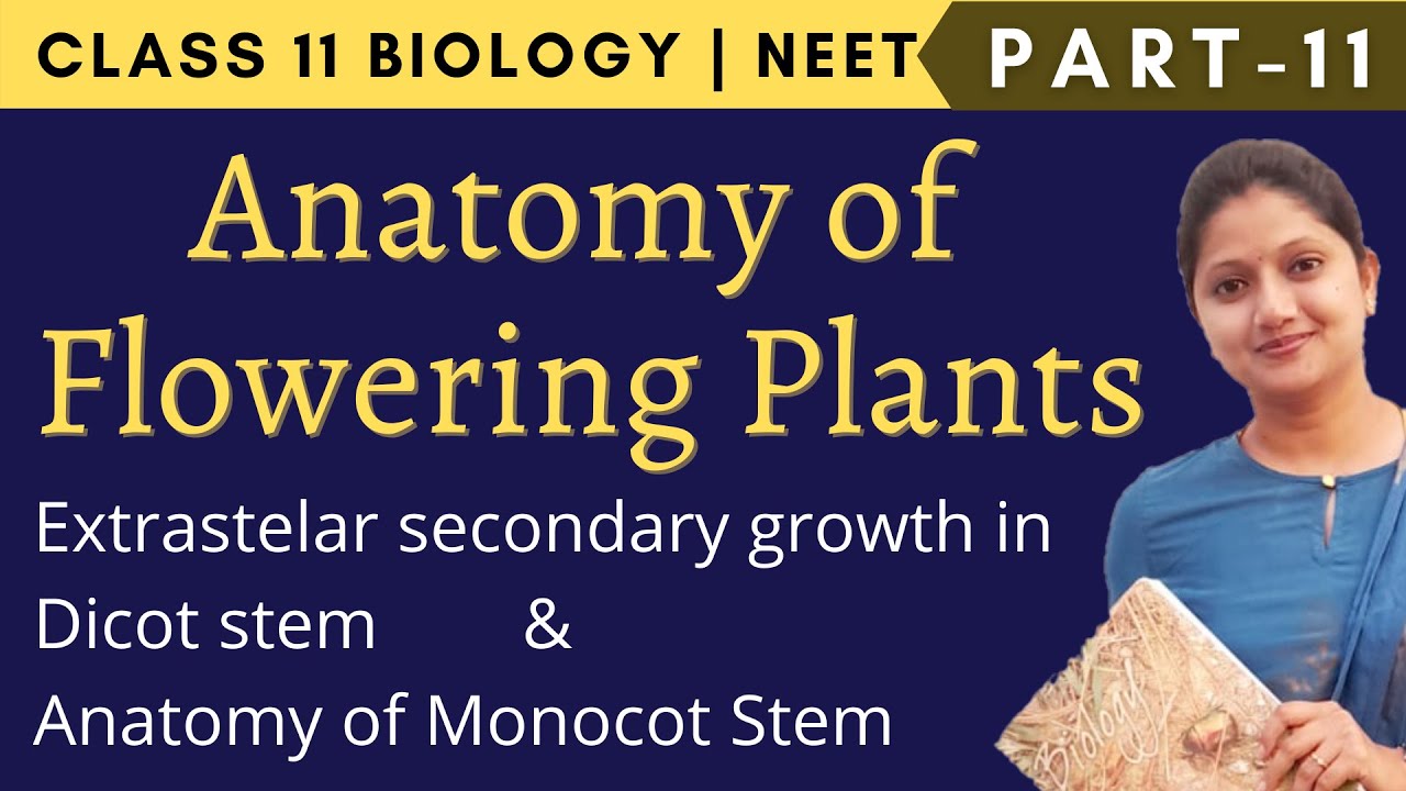 Anatomy of Flowering Plants Class 11 Biology | NEET | Part 11