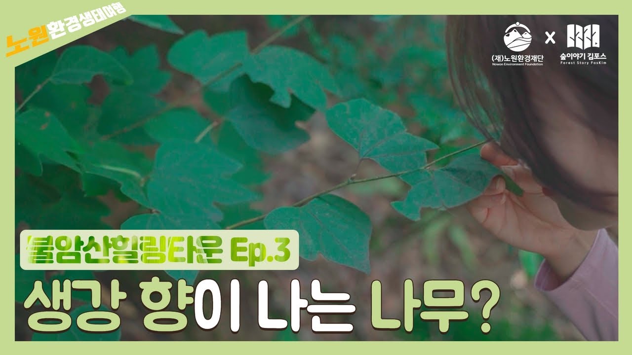 3화 생강나무의 숨겨진 이야기들! 오해와 진실!