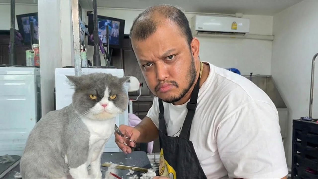 Can’t Stop LAUGHING At These CATS 😂 | Funniest Cats