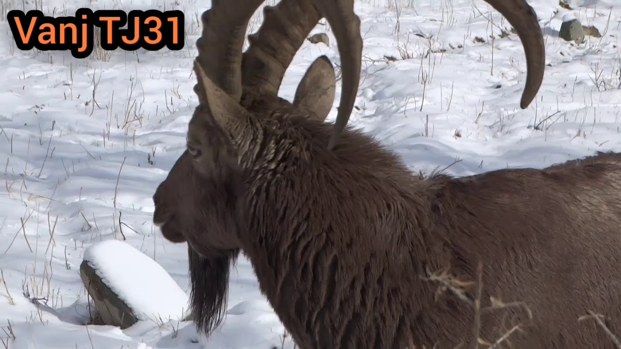 Боздиди Нахчирхои Кухи дехаи Арнавад Посетите горных козлов в Арнаваде Visit the Mountain Goats in A