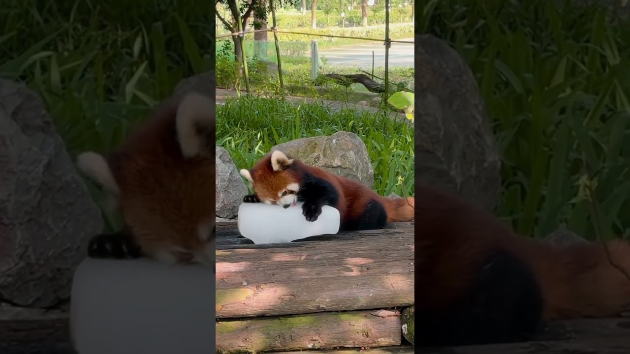 Red panda like ice! #cute #redpanda #pandalife #zoo #panda