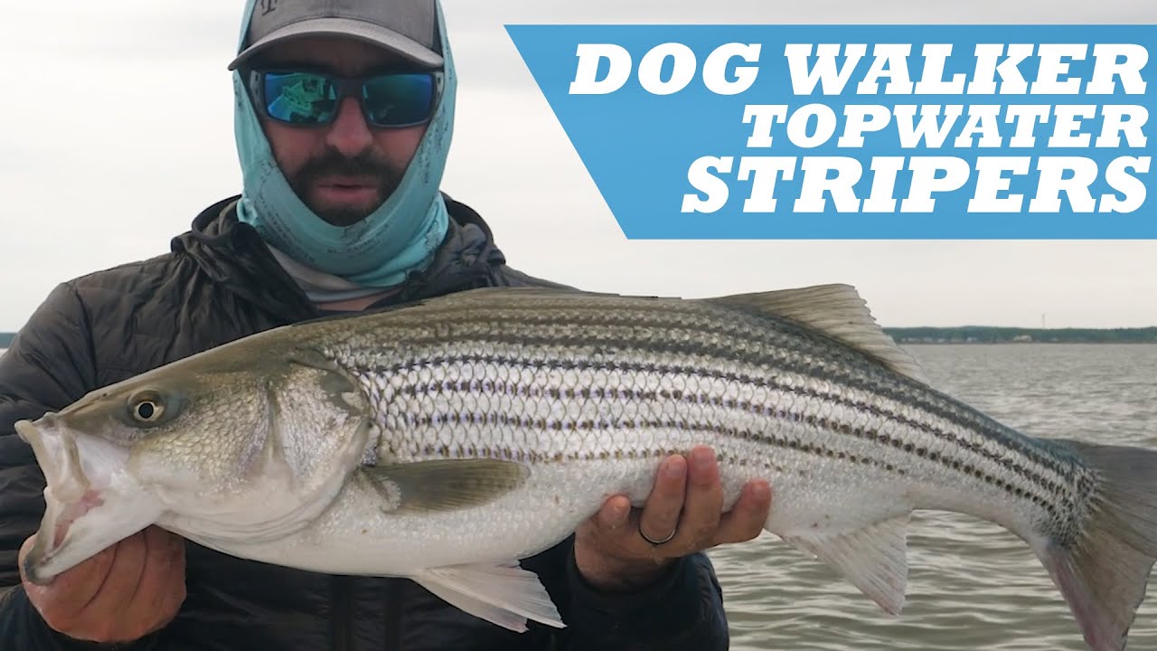 [TOPWATER] Walk The Dog Stripers | Capt. Jamie Simmons