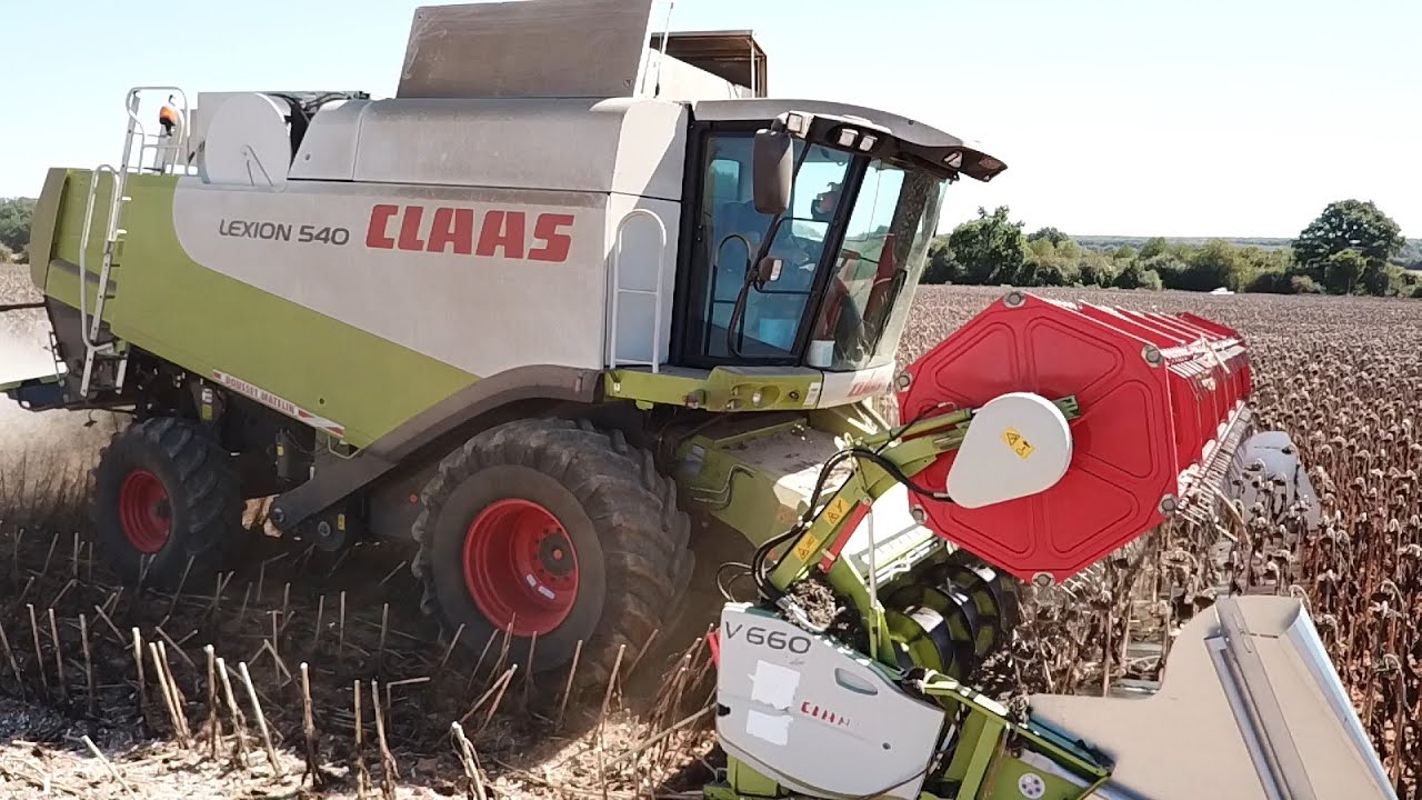 Moisson des tournesols