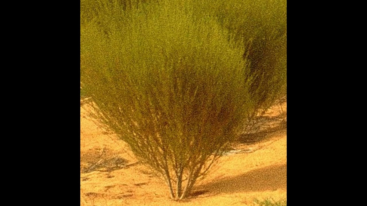 Rooibos 1