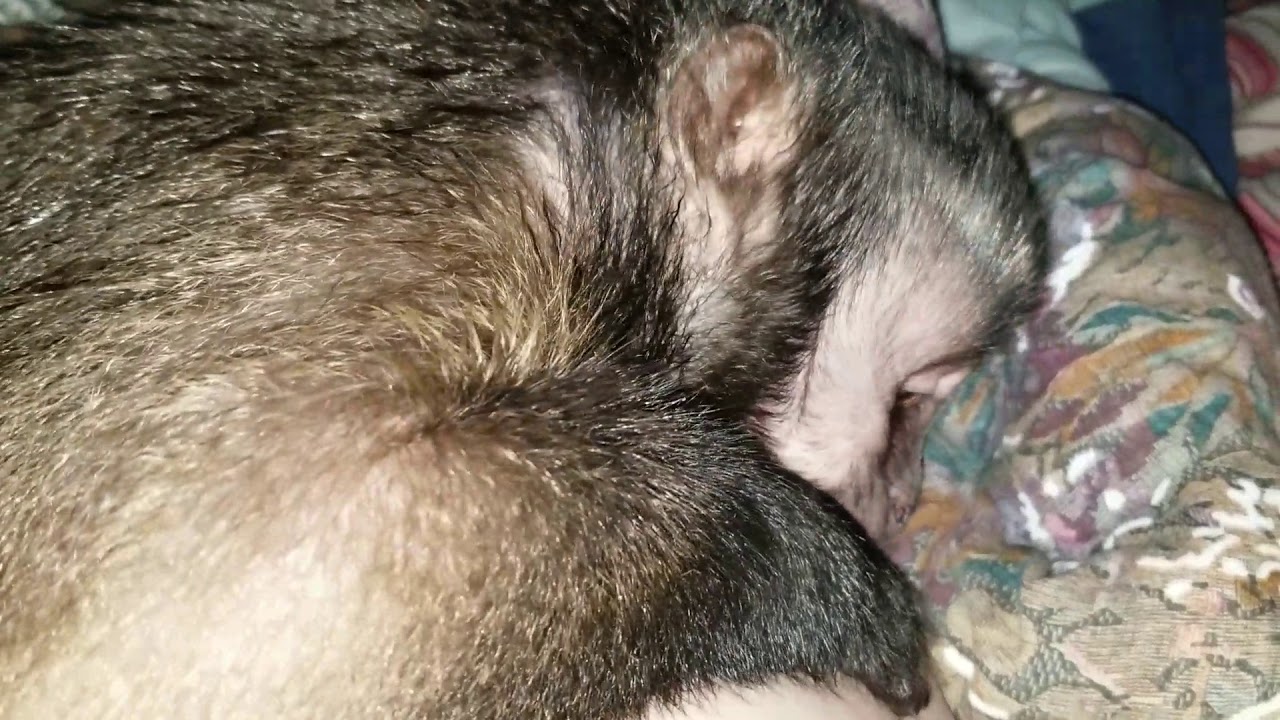 Tired baby Capuchin monkey