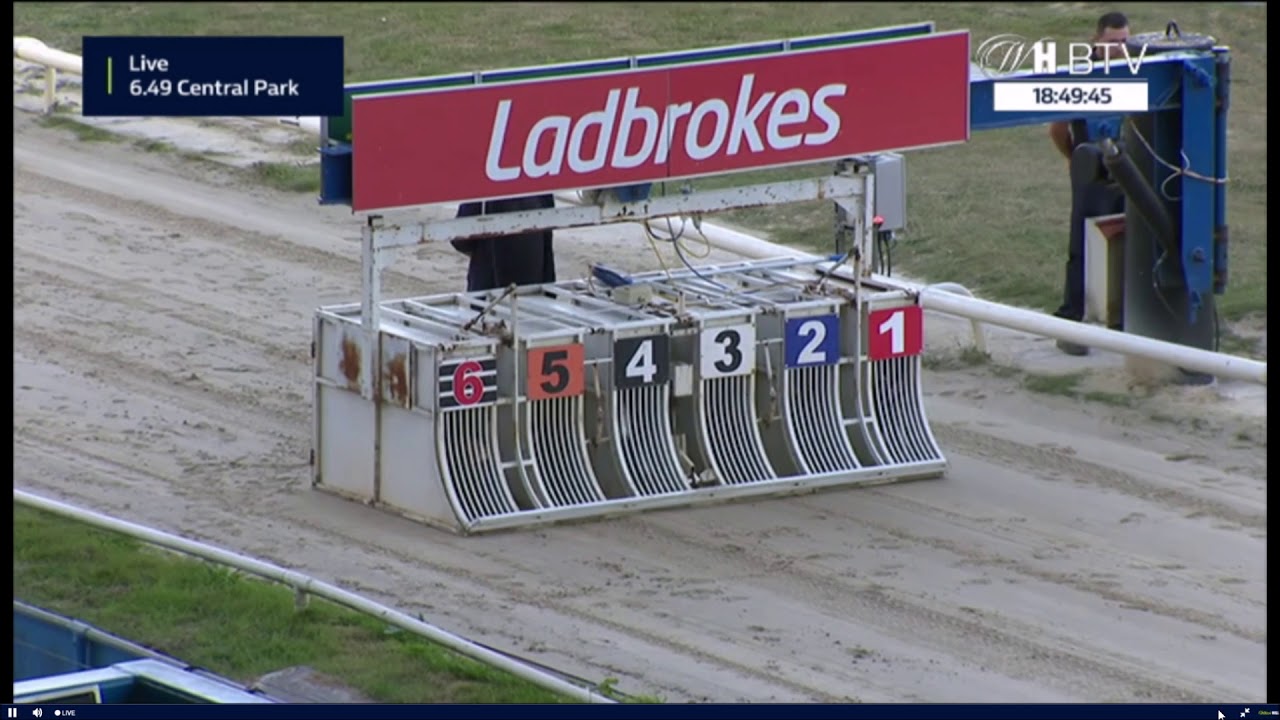 Central Park Greyhounds Paddington 130919
