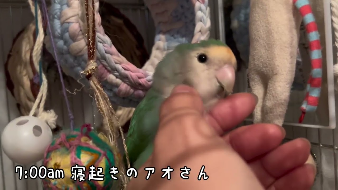 【寝起きと寝落ちの愛しいパヤパヤインコ】 #インコのいる暮らし #コザクラインコのあおさん #おばあちゃんインコのみどりちゃん #あおとみどり #lovebirds #parrot #パヤパヤ 