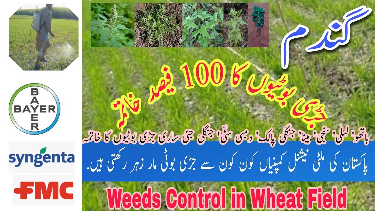 Best Weedicides for Weeds Control in Wheat Field | How to control weeds in Wheat Crop | Wheat weeds