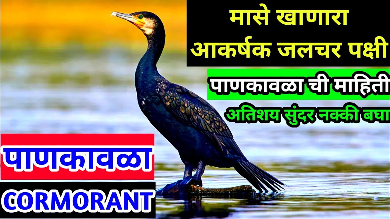 pankavla vishay mahiti | pankavla chi mahiti | pan kavla chi mahiti | pankavla | cormorant bird