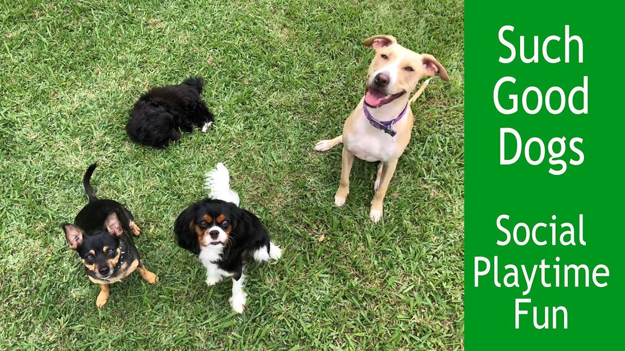 Socialization Fun with Such Good Dogs.