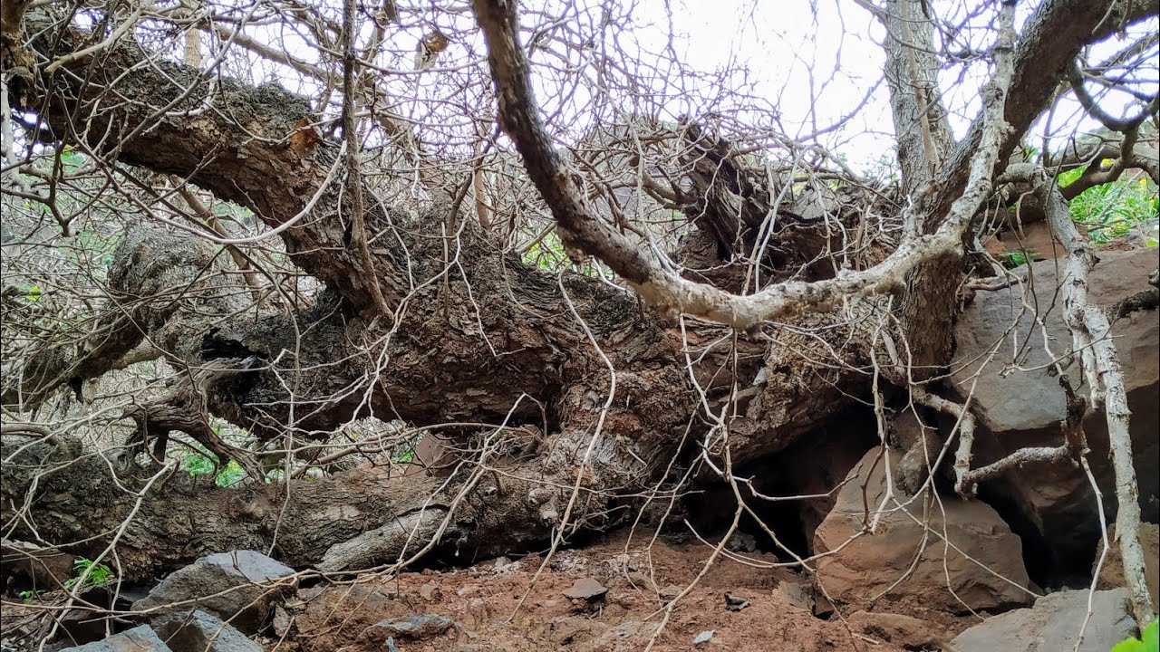 Ancient Black Mulberry (Morus nigra) shrubs on La Gomera