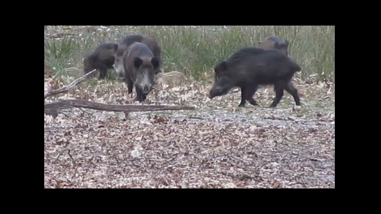 Wilde zwijnen met frislingen