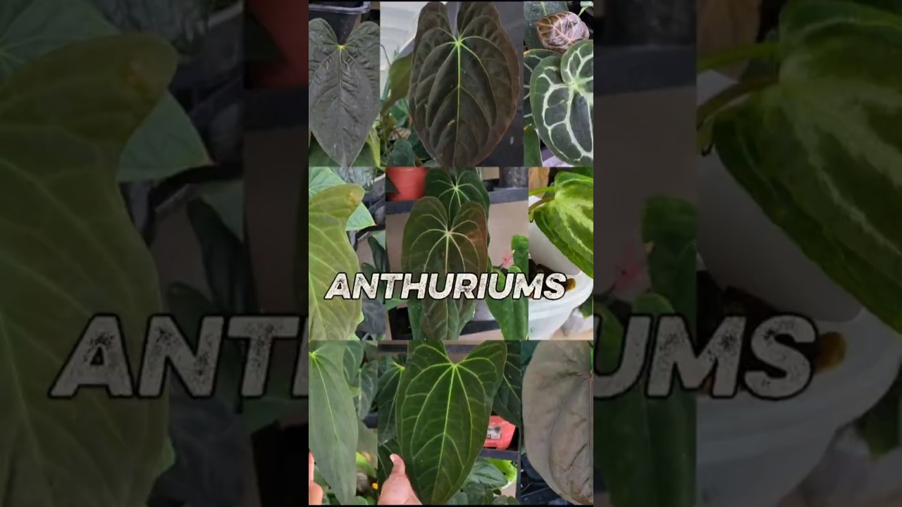 Anthurium Foliage Spam 