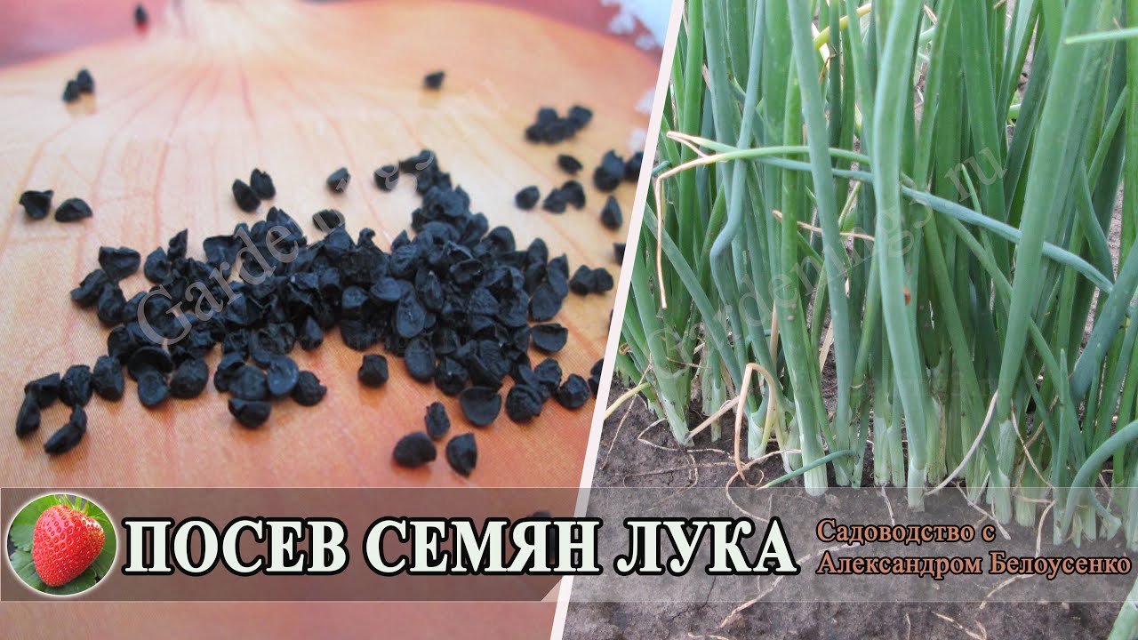 Посев семян лука чернушки Выращиваем лук репку из семян