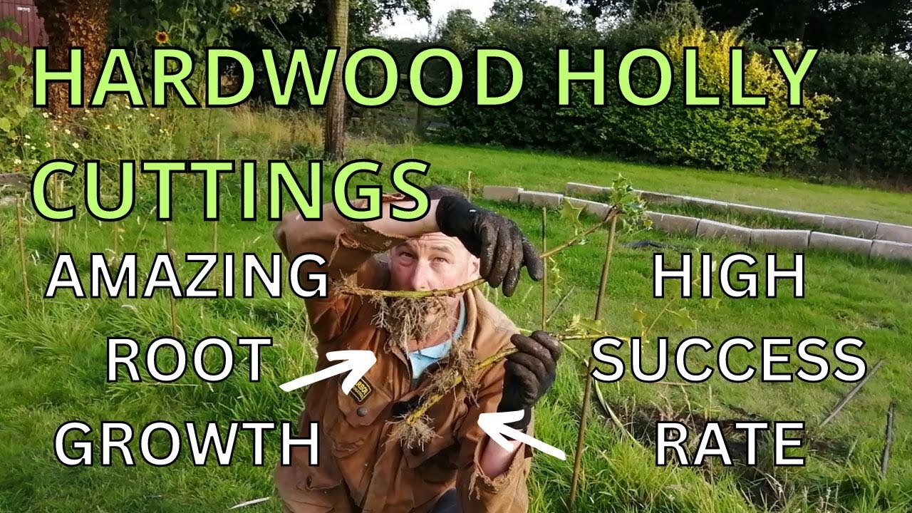Hardwood Holly Cuttings. Holly Hedge Propagation. Amazing Root Growth