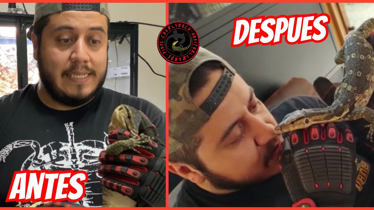 LOS MEJORES TRUCOS PARA DOMAR A TU DRAGÓN 🐲