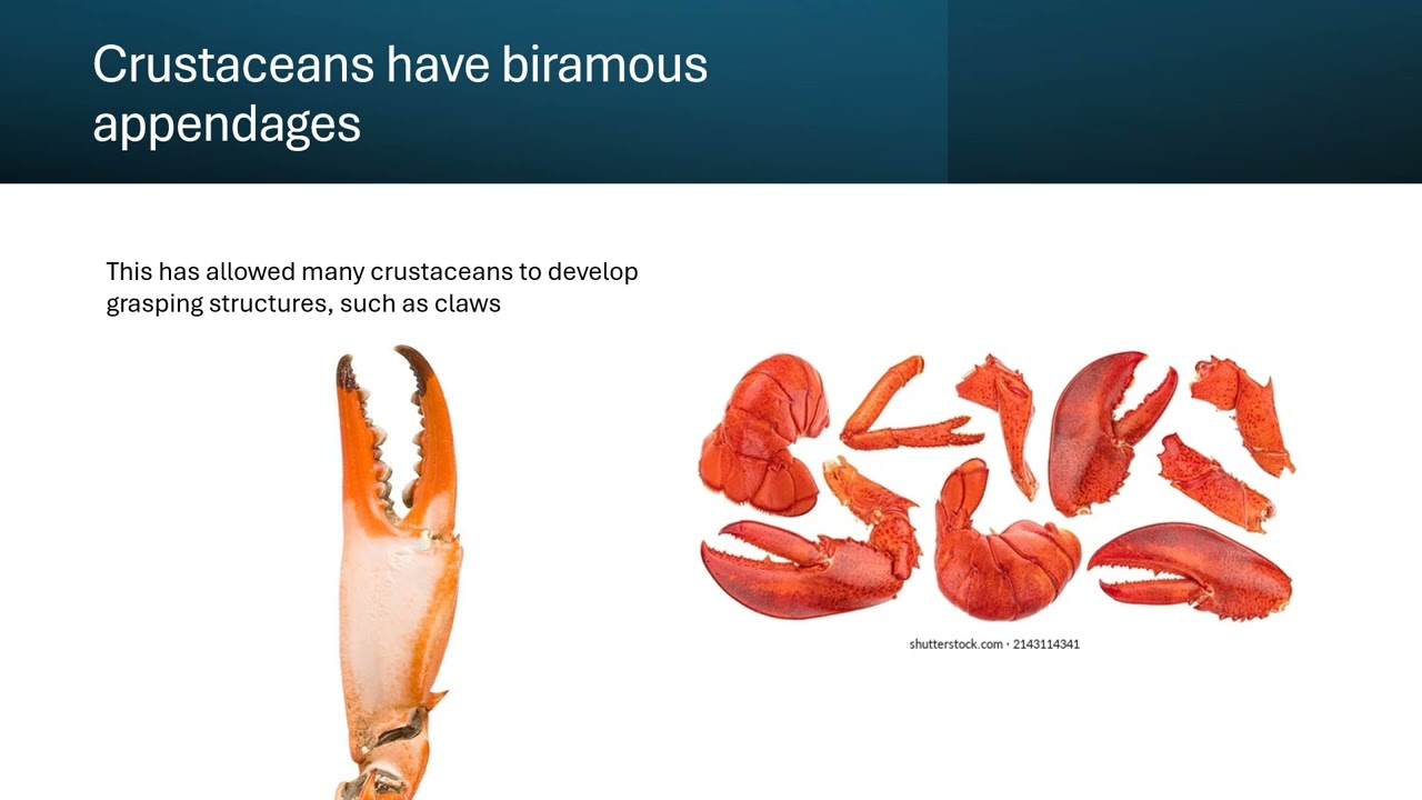 Lecture 17  Part 1- Crustacea Anatomy and Biology
