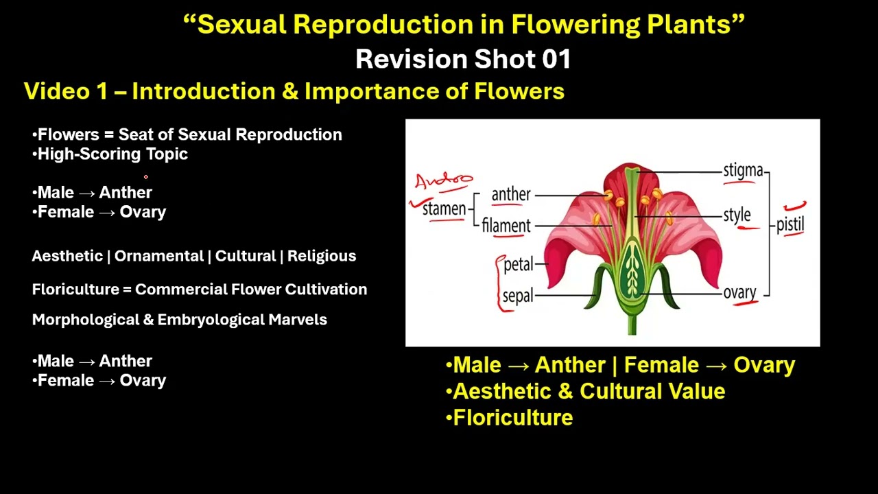 CBSE grade 12- Male and female gametophytes-Sexual reproduction in flowering plants-1