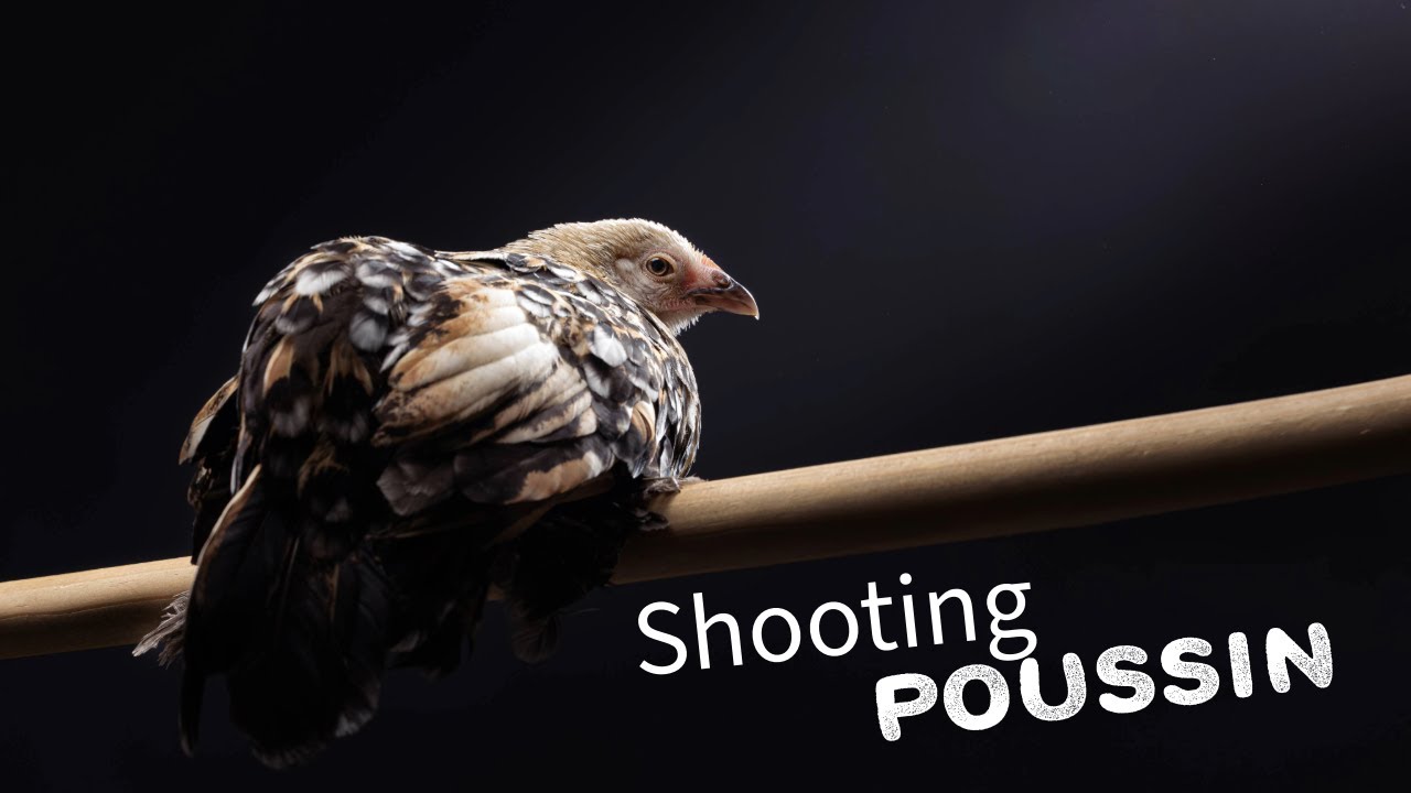 Une séance photo en studio avec mon poussin : fun, pro & plein d’enseignements