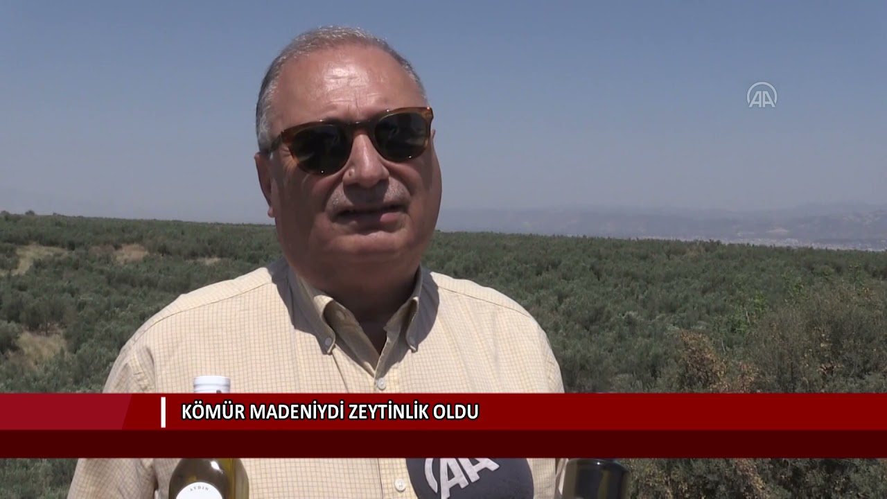 Kömür madeniydi zeytinlik oldu