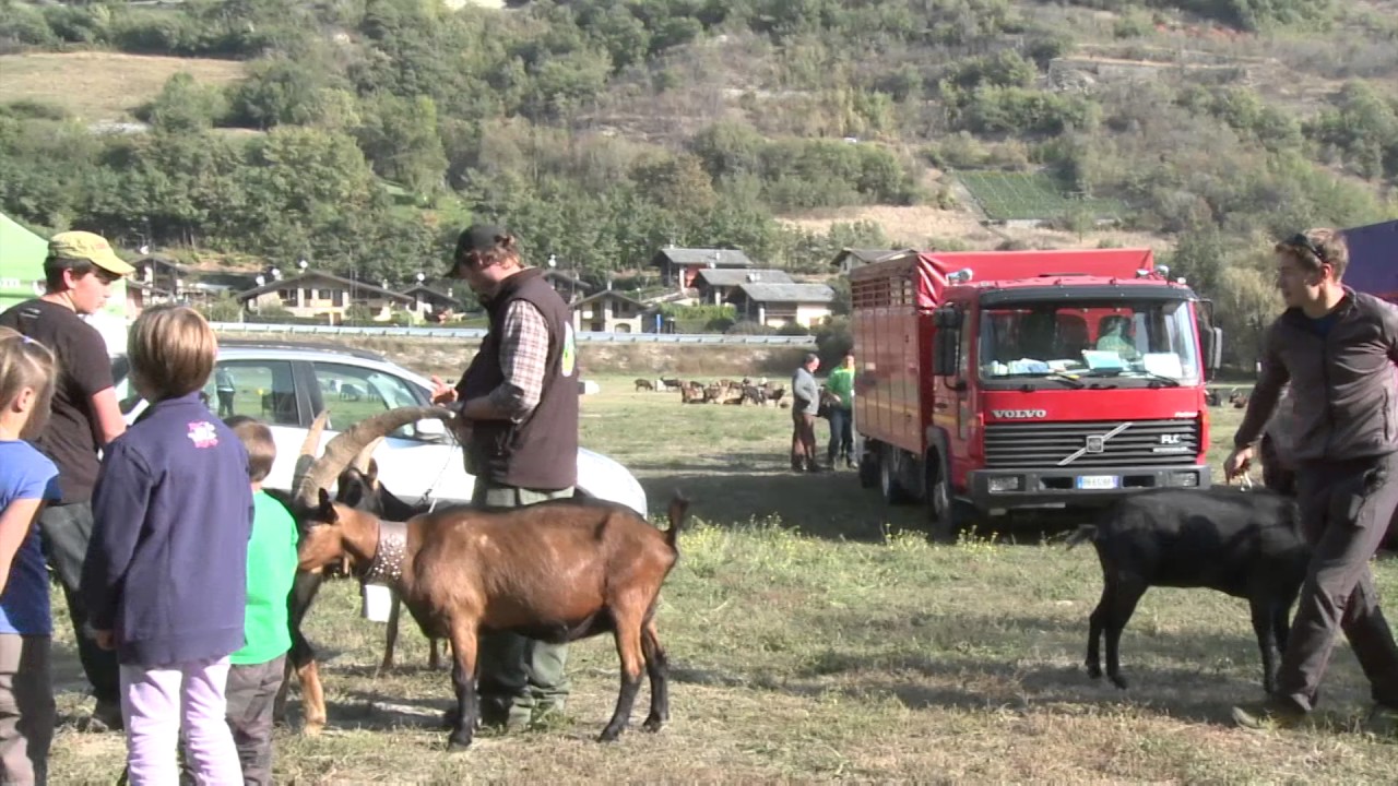 Allevare le capre in Valle d'Aosta - Cinzia Finotto