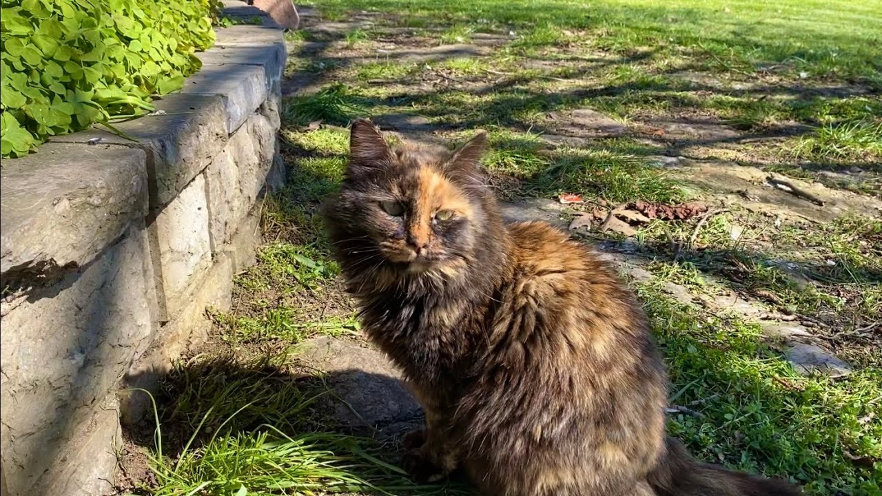 Beautiful cats live on this island in the middle of the sea.