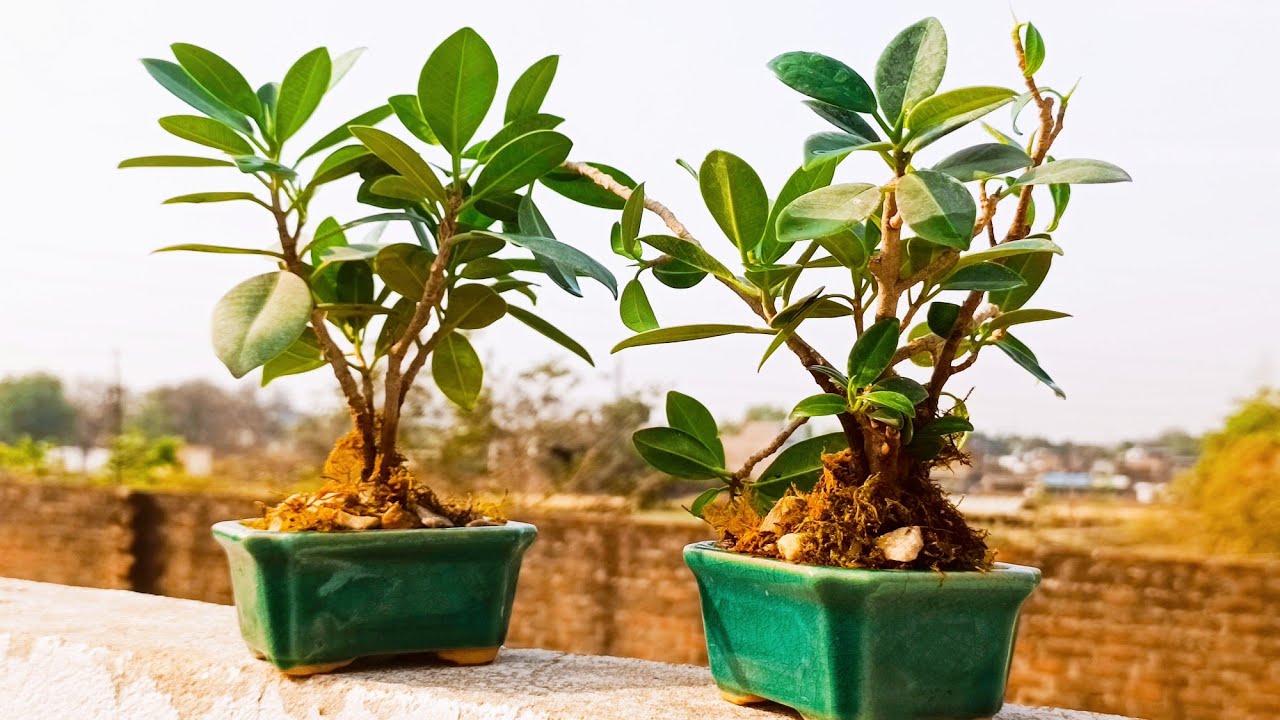 Ficus bonsai making | Ficus microcarpa bonsai | Ficus bonsai for beginners | Miniature plants | asmr