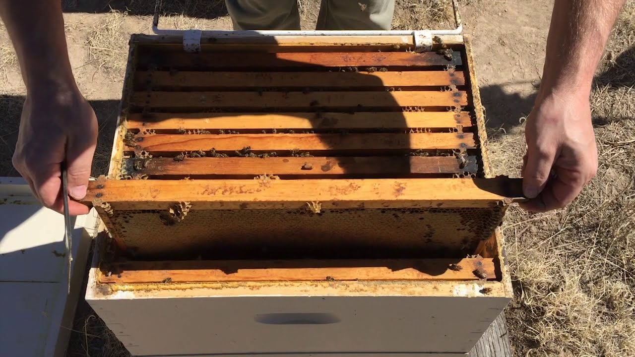 Hive Inspection Part 2:  How to Find the Queen (Systematically)!