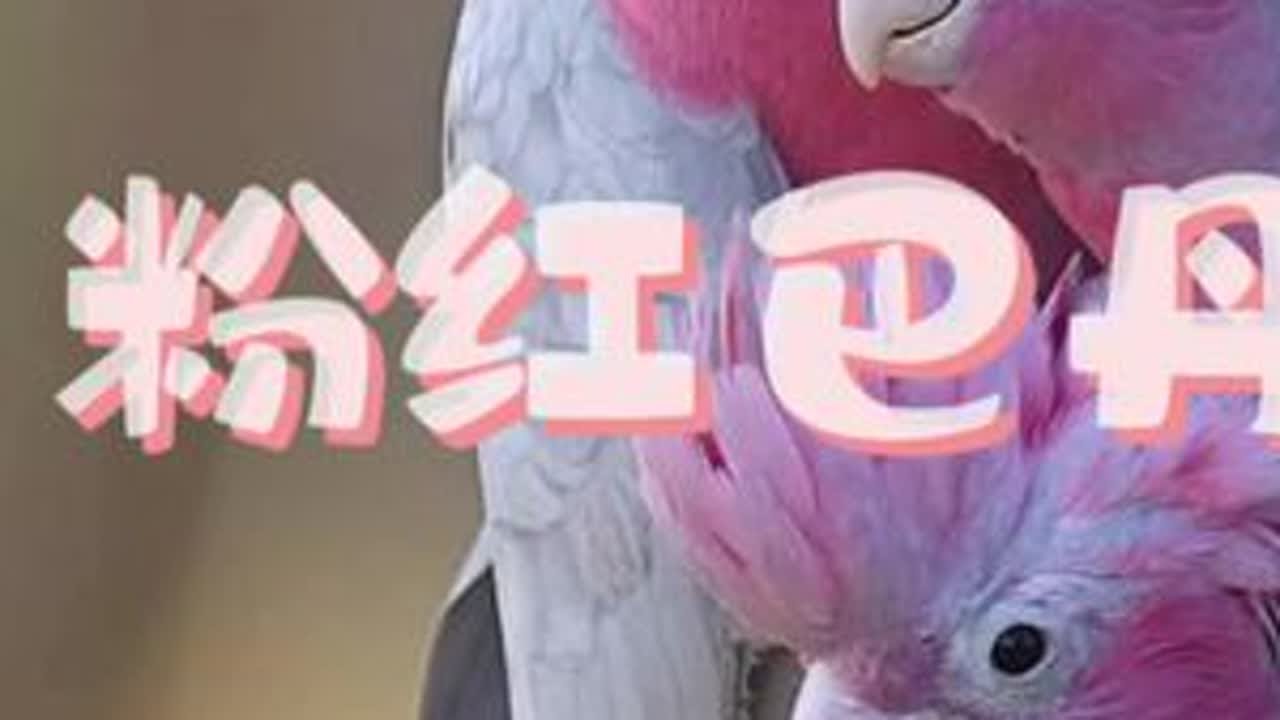 粉红巴丹介绍#粉红巴丹