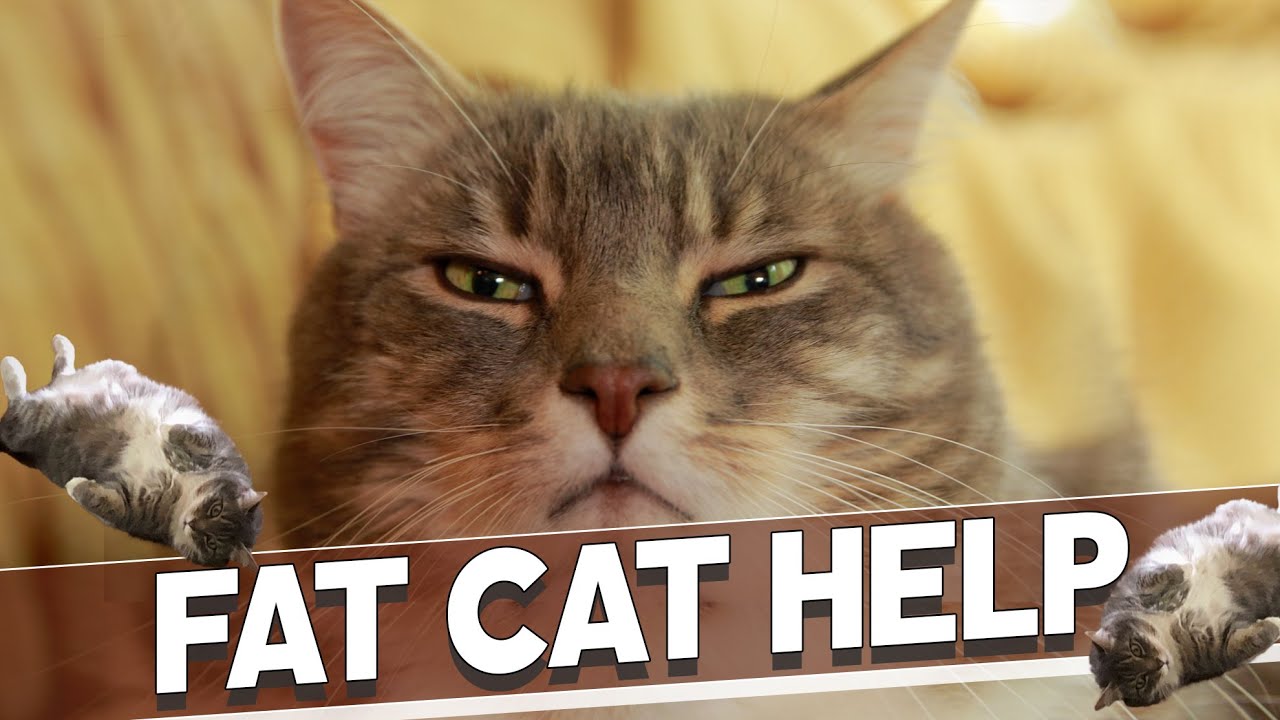 Why Your Cat is Fat, and What You Can Do About It