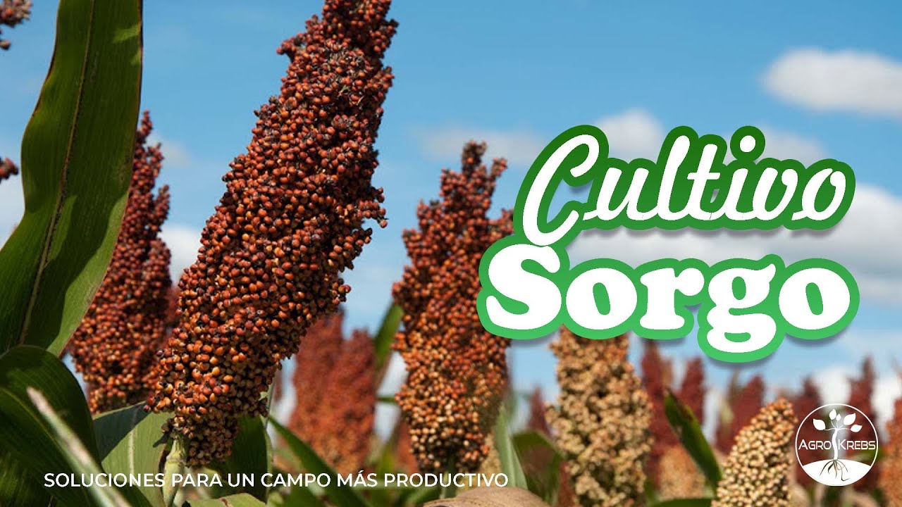 Cultivo de sorgo, características