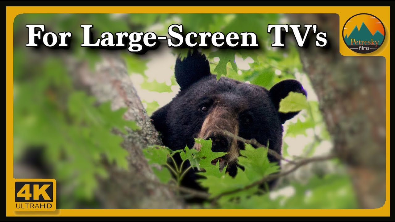 Appalachian Mountains In Your Home. A Hi-Def Ambience Film. Peaceful, Relaxing, Intriguing.