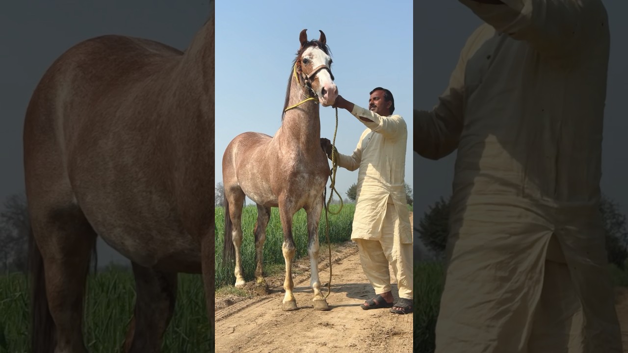 Hansraj Ghoda At Talha Ghouri Farm House #shorts #ytshorts